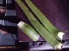 Alovara